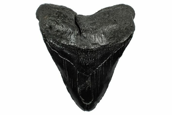 Fossil Megalodon Tooth - South Carolina #340189
